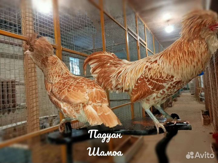 Падуан Шамоа шелки