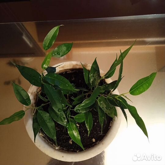 Комнатный цветок