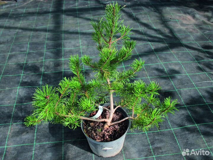 Сосна горная 20-40 см, с5-с10