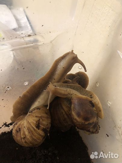 Улитки ахатины