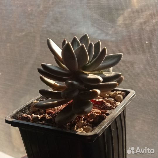 Суккуленты