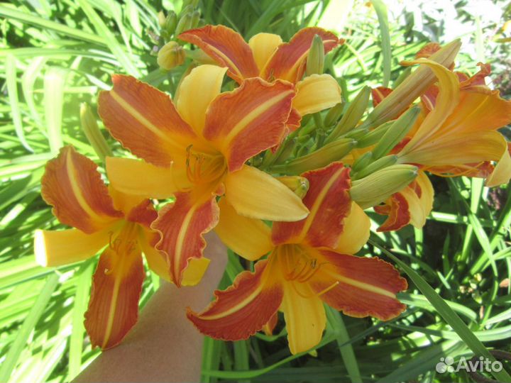 Лилейники и Сибирские ирисы