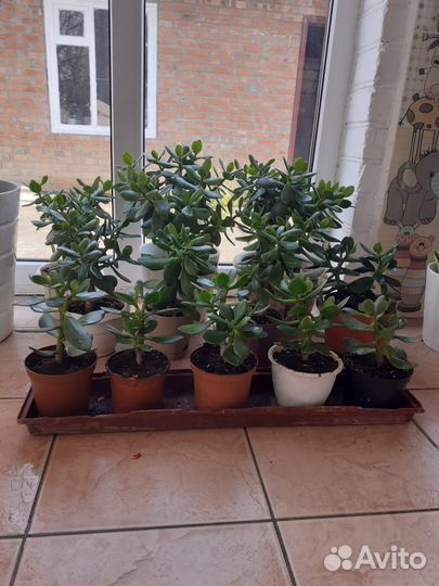 Сансевиерия, толстянка