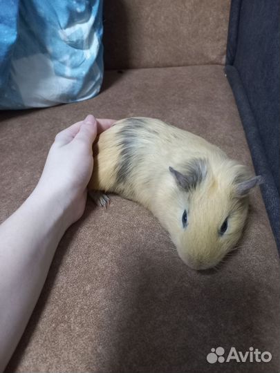 Морская свинка