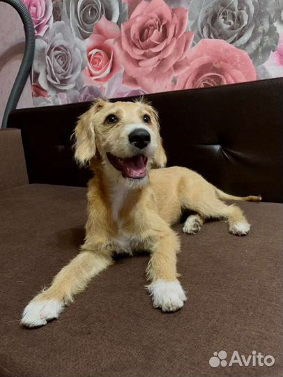 Помесь эстонский гончий