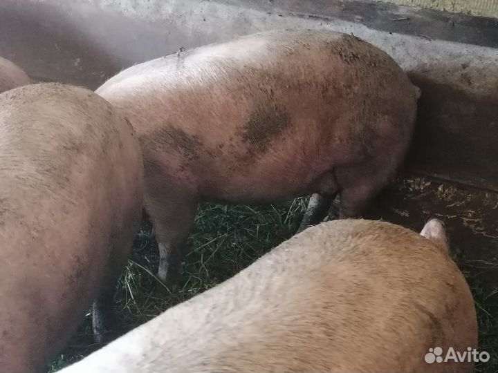 Продам жывой вес