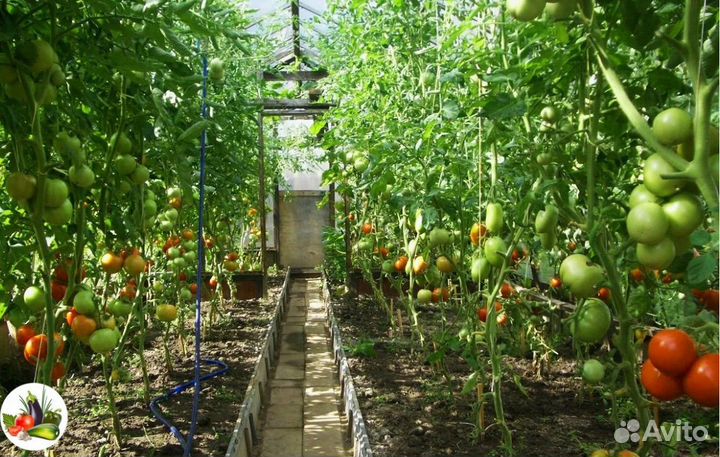Работа в теплице сборщики помидоров