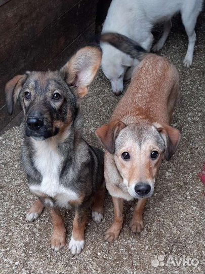 Щенки в добрые руки