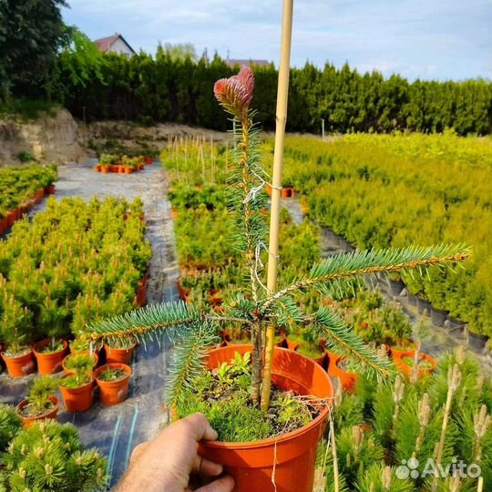 Ель Виргата Ред Снейк