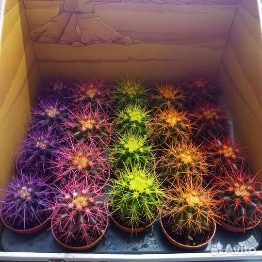 Эхинокактус