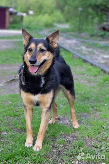 Миниатюрная Клоди