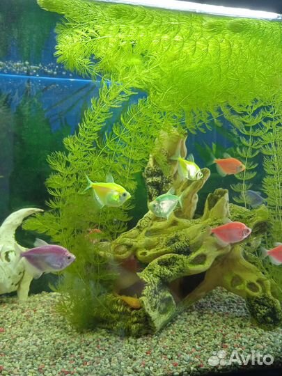 Роголистник