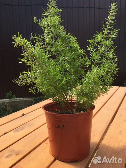 Аспагантус,Калина Бульденеж