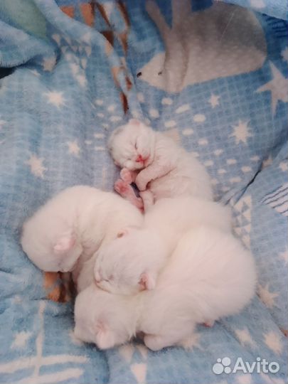 Котята