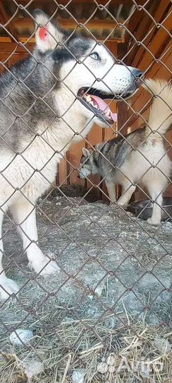 Отдадим в добрые руки хаски