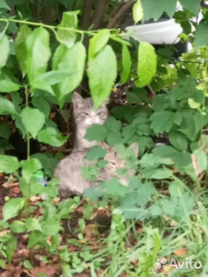 Котята. милые брошенки. ищут дом