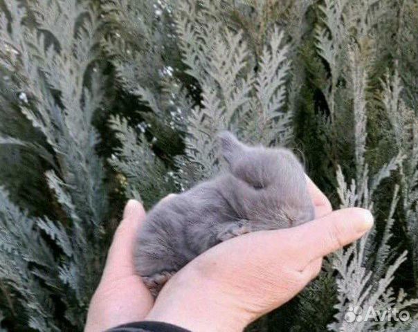 Много Карликовых Кроликов в Питомнике объявление продам