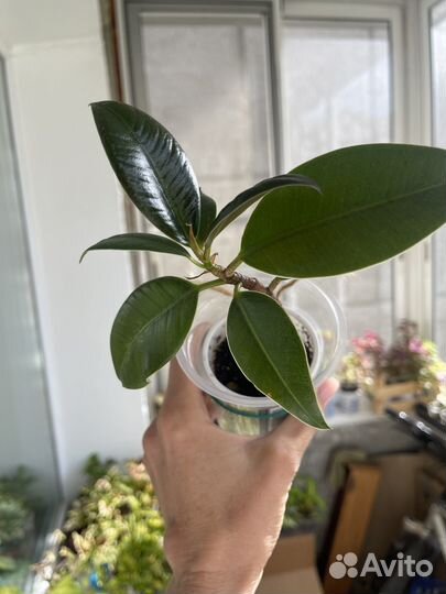 Аглаонема, фикус Ирк, ангарск