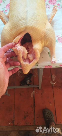 Мясо утки муларда