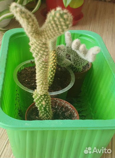 Кактус опунция