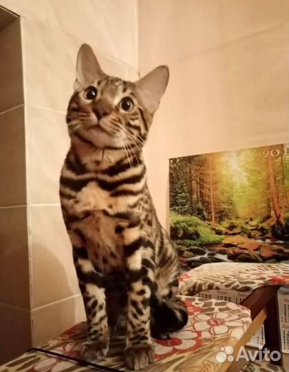 Бенгальский кот Вязка