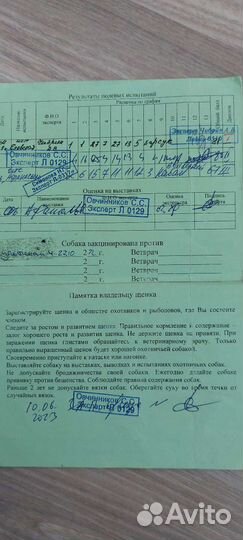 Молодой кобель лзс