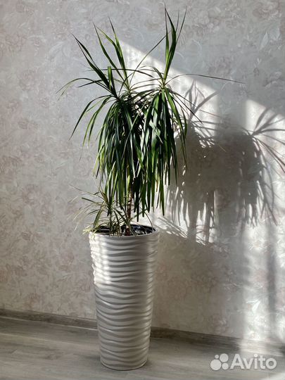 Пальма драцена с кашпо