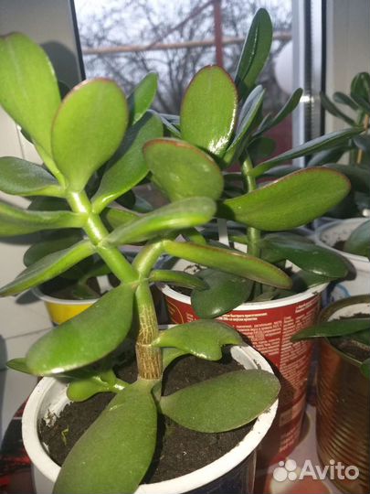 Денежное дерево(Толстянка)