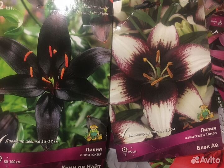 Лилии азиатские гибриды