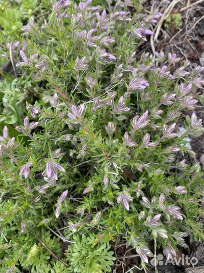 Почвопокровные многолетние растения