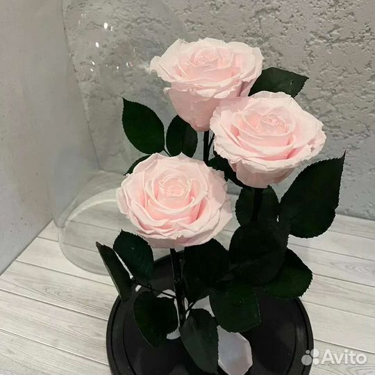 Роза в колбе