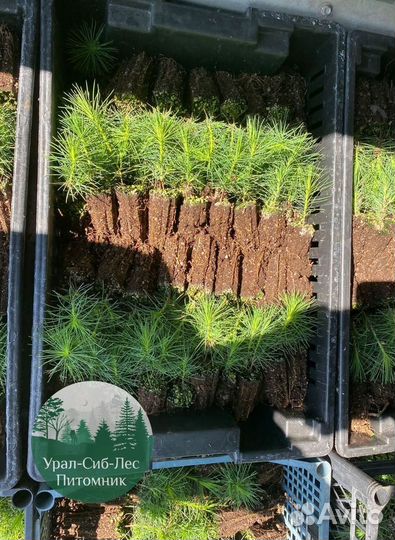 Зкс и окс Сосна Ель Лиственница сеянцы Голуб горн