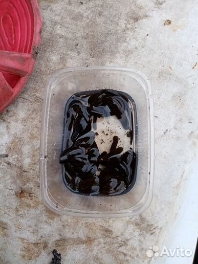 Пиявка для рыбалке