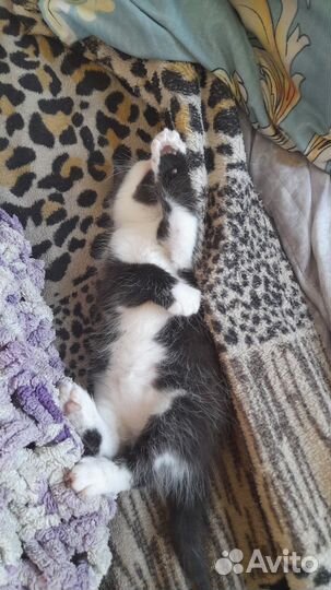 Кошка в дар