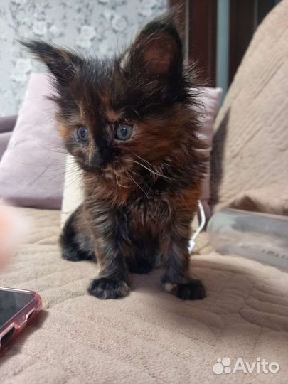 Котята мейн-кун