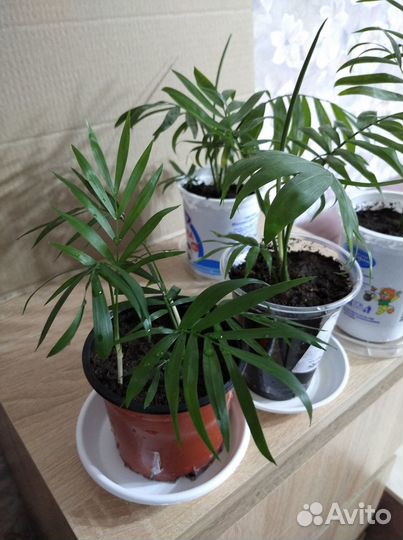 Хамидорея пальма