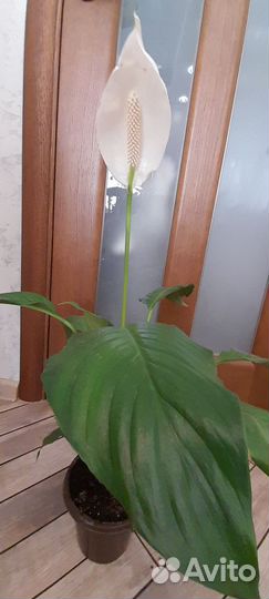 Спатифиллум