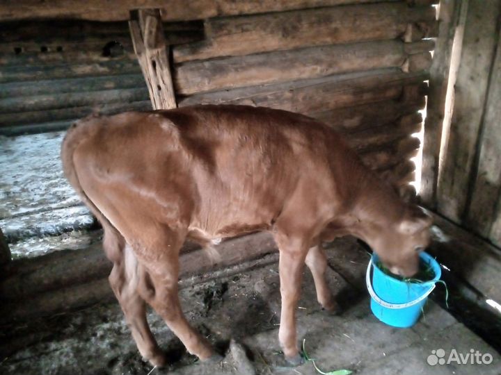 Телята бычки