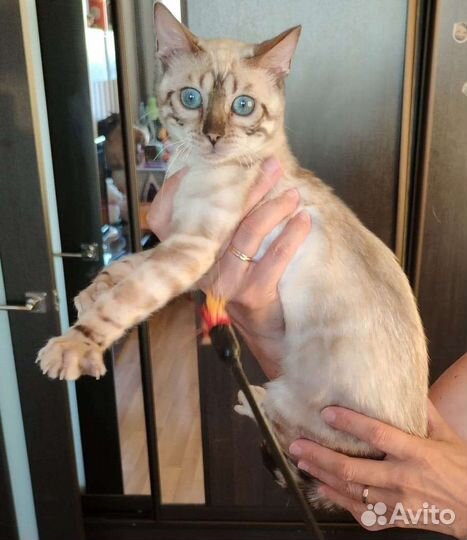 Бенгальские котята