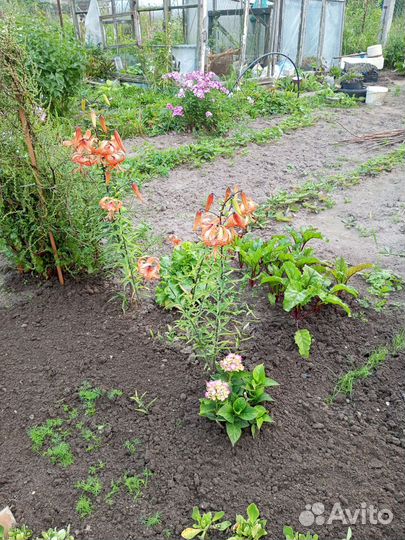 Примула ушковая