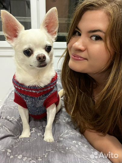 Передержка собак /кошек/ Догситтер / Кэтситтер