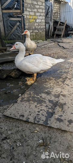 Мускусные утки