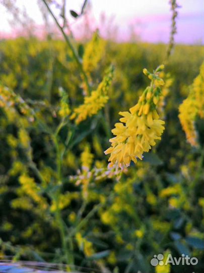 Мёд, мед урожай 2022 года