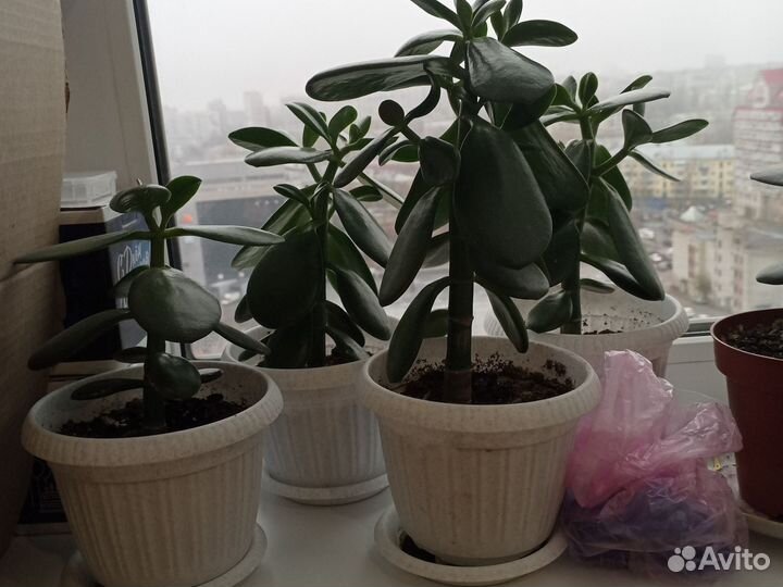 Комнатные растения цветы