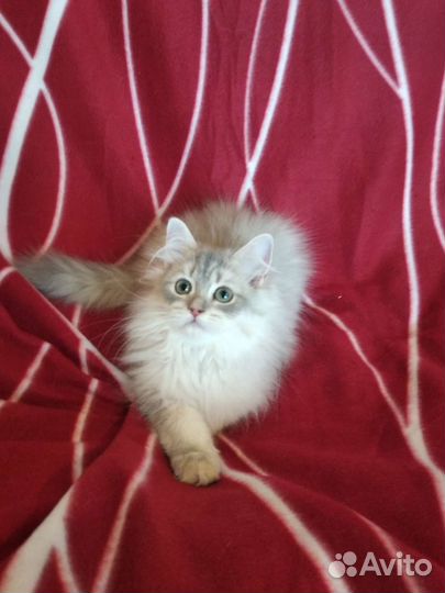 Британская длинношерстная золотая шиншилла