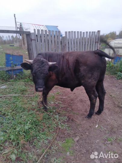 Корова и бык на мясо