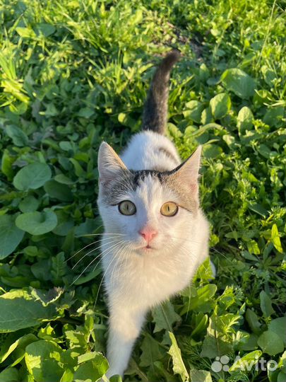 Котенок потеряшка