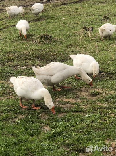 Инкубационное яйцо гусей Линда