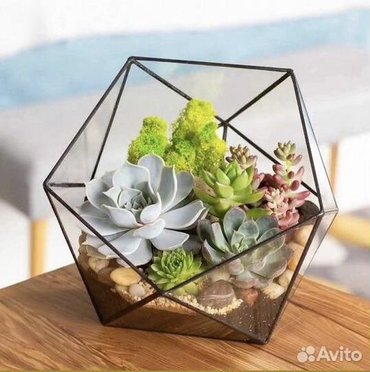 Флорариум. Флорариумы с суккулентами в спб и ло