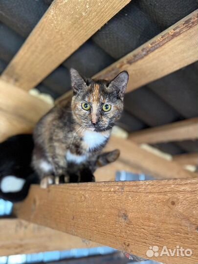 Трехцветная кошечка в добрые руки